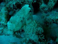 leaf scorpion fish off of nautilus reef of kiwalo basin h... by Gabriel Guerra 